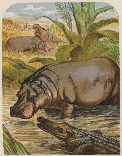 Su aygırı ve timsah (renkli taş baskı) by English School