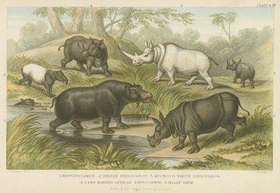 Su aygırı, gergedan ve tapir (renkli gravür) by English School