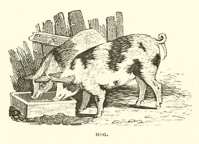 Hog (gravür) by English School