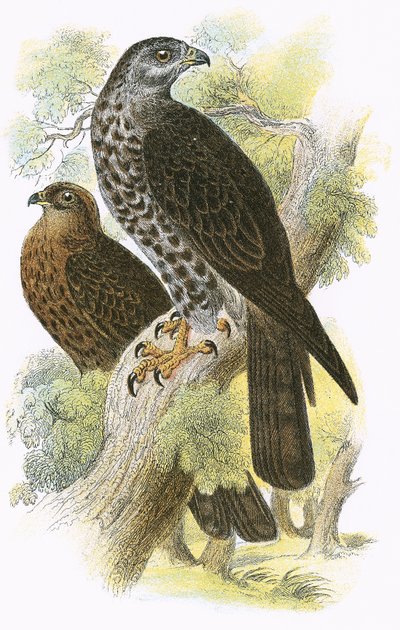 bal uçurtma by English School