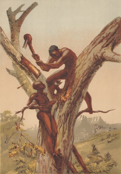 Bal avcıları, Zambezia by English School