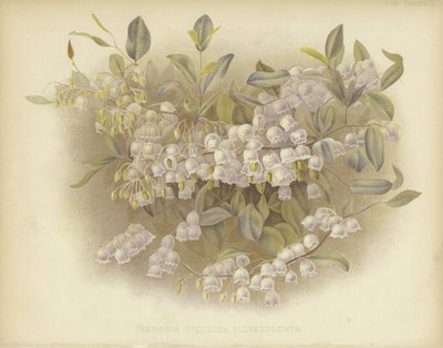 Honeycups, zenobia veya tozlu zenobia by English School