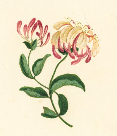 Hanımeli, Lonicera Periclymenum (renkli lito) by English School