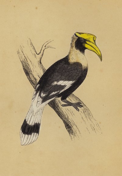 Hornbill (renkli taş) by English School