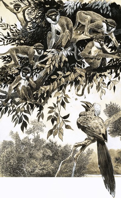 Hornbill ve maymunlar by English School