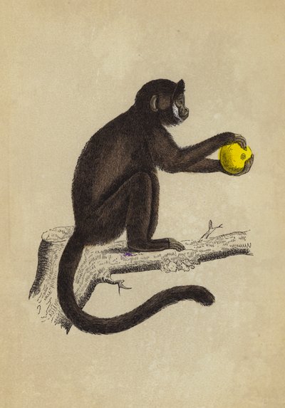 Boynuzlu Sapajou (renkli lito) by English School