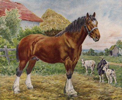 At ve keçiler (renkli taş) by English School