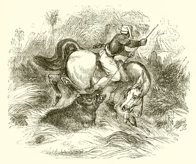 yaban domuzu nasıl avlanır by English School