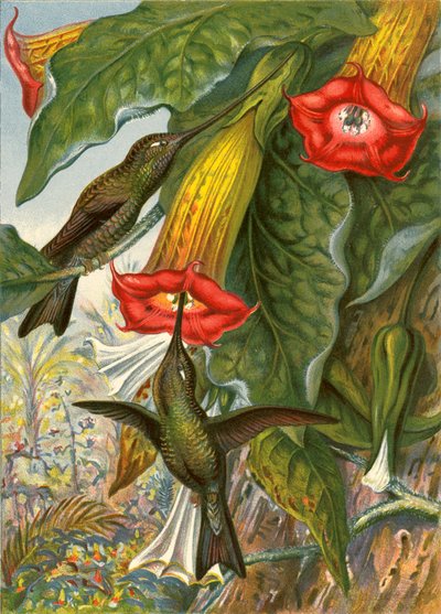 sinek kuşları by English School