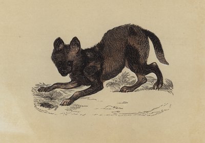 Sırtlan Köpeği (renkli lito) by English School