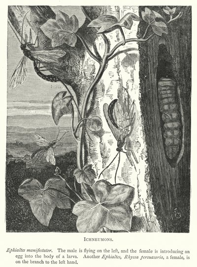 Ichneumons (gravür) by English School