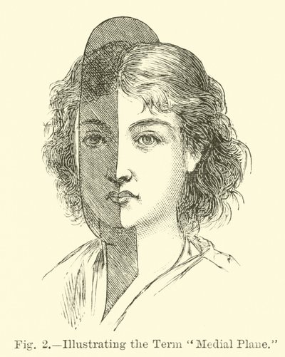 Medial Plane Teriminin Gösterilmesi by English School