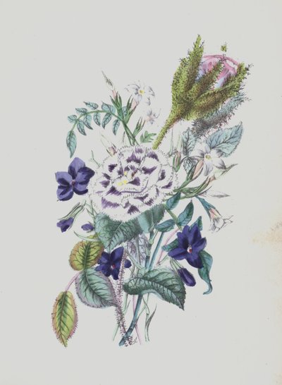 Moss Rose Albümü için illüstrasyon (renkli taş baskı) by English School
