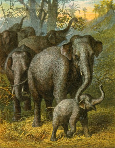 Indian elephants by English School