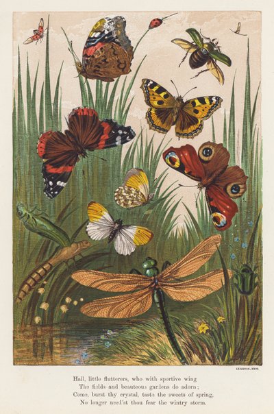 Böcekler (renkli lito) by English School