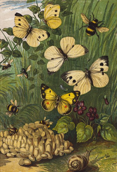 Böcekler (renkli lito) by English School