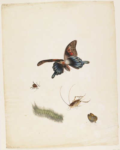 Böcekler, c.1805 (siyah mürekkep, wc ve kağıt üzerinde grafit) by English School