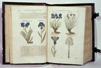 İris (Flowers de-luce), John Gerard