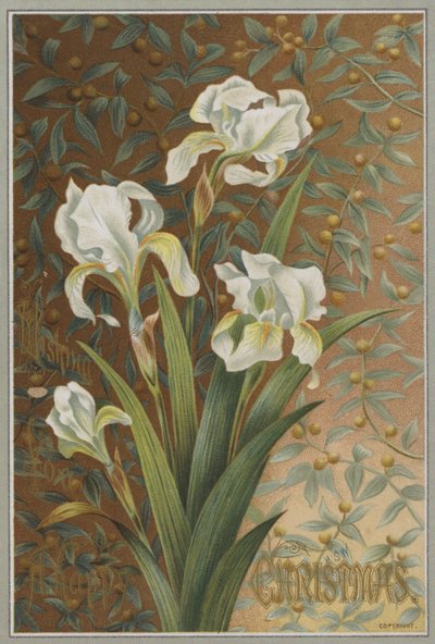 İris (chromolitho) by English School