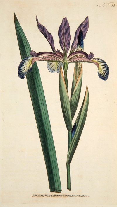 İris Sahte İrlandalı, pub. 1790 el renkli gravür. by English School