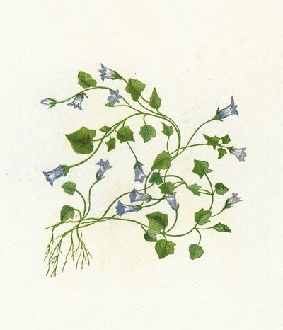 Sarmaşık Yapraklı Çan Çiçeği, Campanula Hederacea by English School