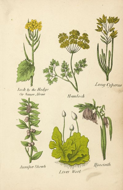 Jack by the Hedge Or Sauce Alone, Hemlock, Long Cyperus, Juniper Shrub, Liver Wort, Hyacinth (renkli lito) by English School