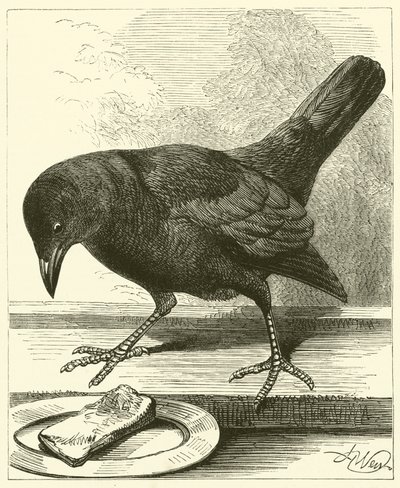 Jackdaw (gravür) by English School