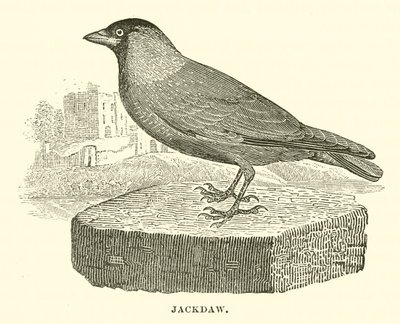 Jackdaw (gravür) by English School