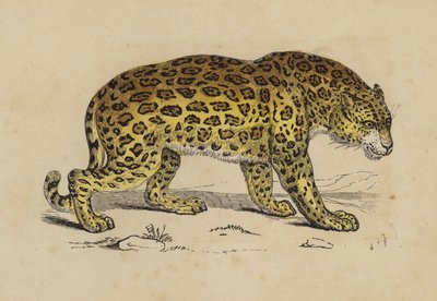 Jaguar (renkli taş) by English School
