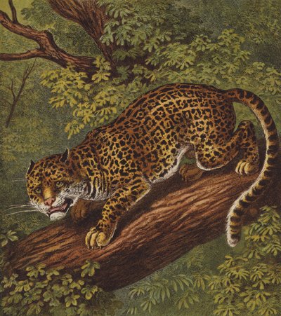 Jaguar (renkli taş) by English School