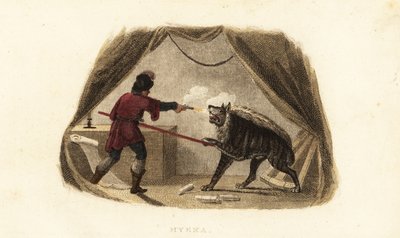 James Bruce, Abyssinia, Maitsha