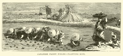 Japon Çeltik Tarlaları, pirinç ekimi by English School