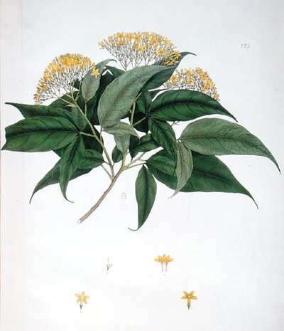 Jasminum Heterophyllum (renkli taş) by English School