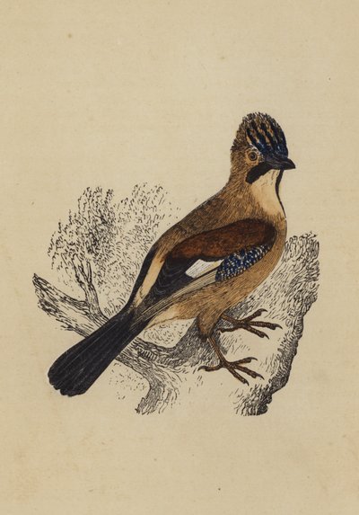 Jay (renkli lito) by English School