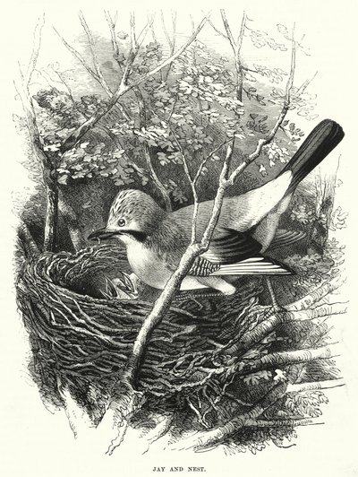 Jay ve Nest (gravür) by English School