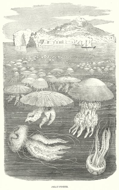 Jelly-Fishes (gravür) by English School