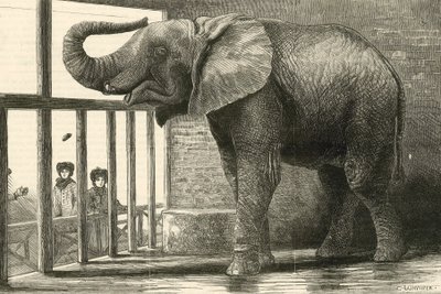 Jumbo, Zooloji bahçelerindeki büyük Afrika fili (gravür) by English School