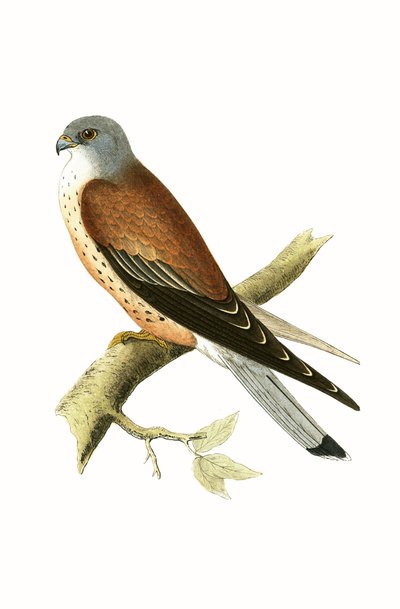 Kerkenez, Charles Robert Bree (1811-86) tarafından 