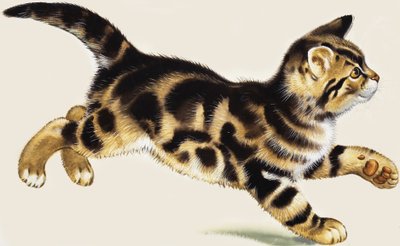 Kedi yavrusu by English School