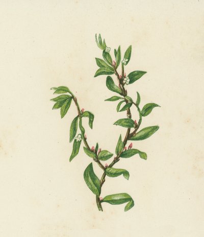 Düğüm Otu, Polygonum Aviculare (renkli lito) by English School