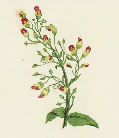 Düğümlü İncir Otu, Scrophularia Nodosa (renkli lito) by English School