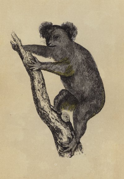 Koala (renkli lito) by English School