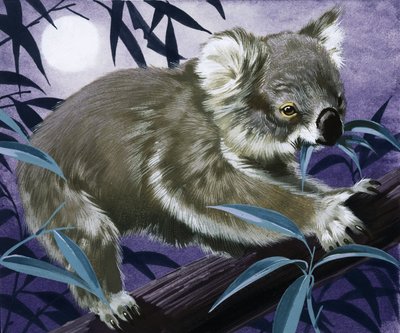 Sakız ağacında koala by English School