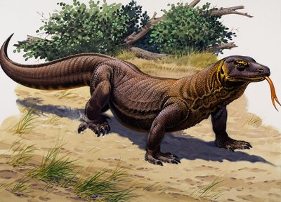 Komodo Ejderhası (kağıt üzerine guaj) by English School