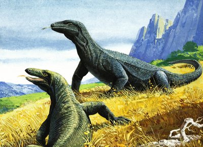 Komodo Ejderhası (kağıt üzerine guaj) by English School