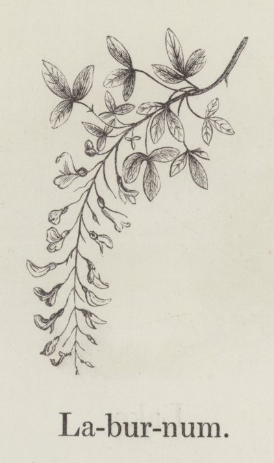 Laburnum (gravür) by English School