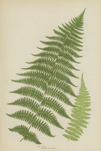 Lady Fern (renkli taş) by English School