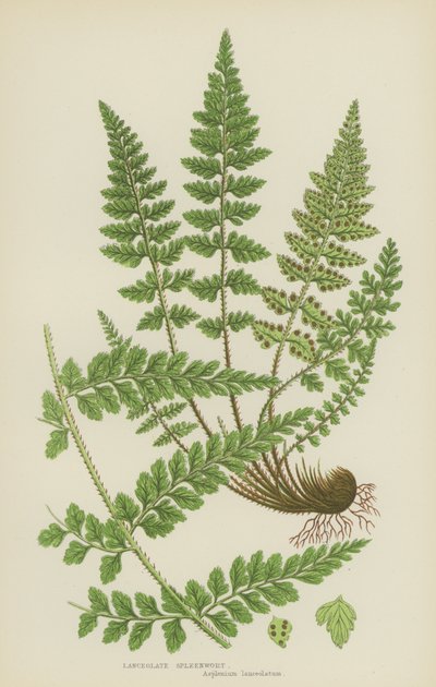 Lanceolate Spleenwort (renkli lito) by English School
