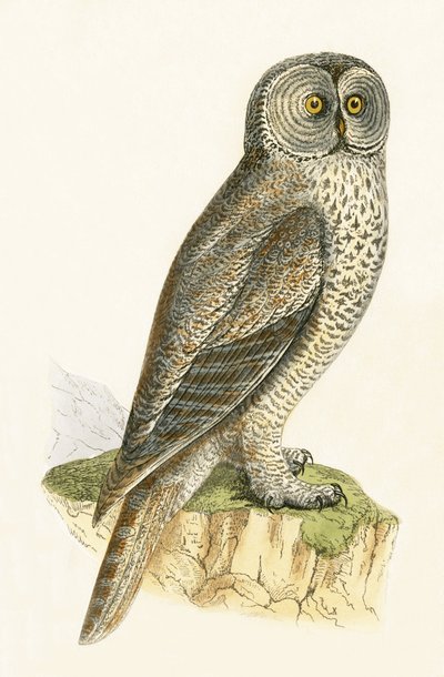 Kucak Baykuşu, Charles Robert Bree (1811-86) tarafından 