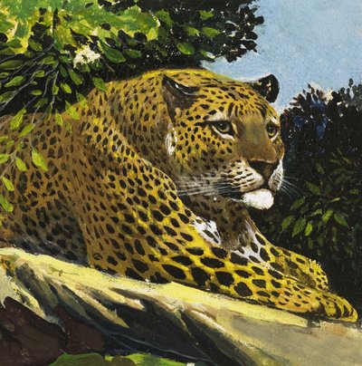 Leopar by English School